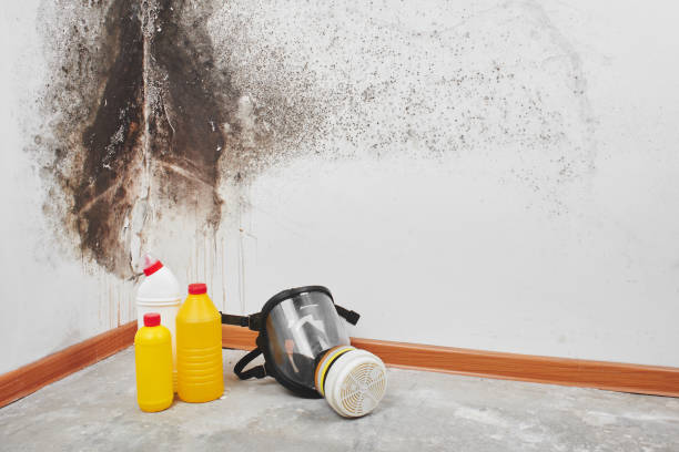 Best Fast Mold Removal  in West Brattleboro, VT