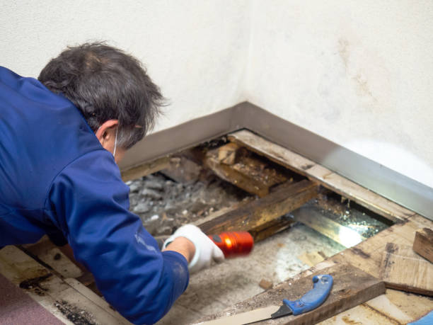 Best Home Mold Removal  in West Brattleboro, VT