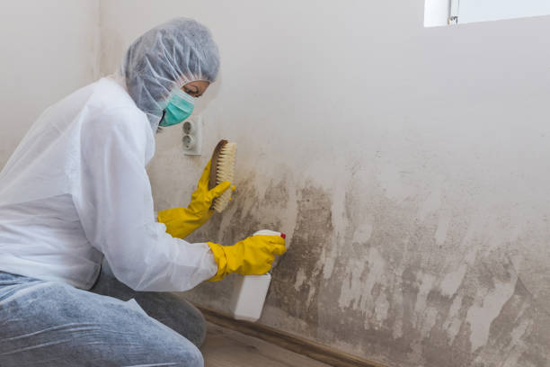 Office Mold Removal Services in West Brattleboro, VT