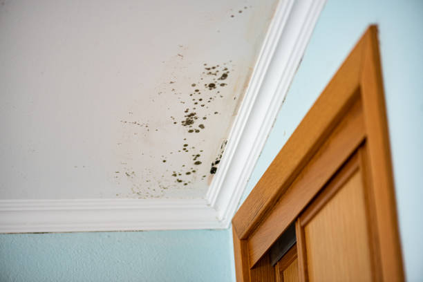 Best Mold Removal Company Near Me  in West Brattleboro, VT