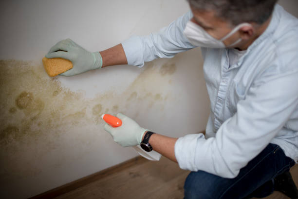 Best Certified Mold Removal  in West Brattleboro, VT