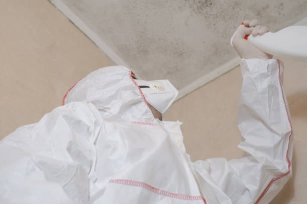 Best Mold Testing and Removal  in West Brattleboro, VT