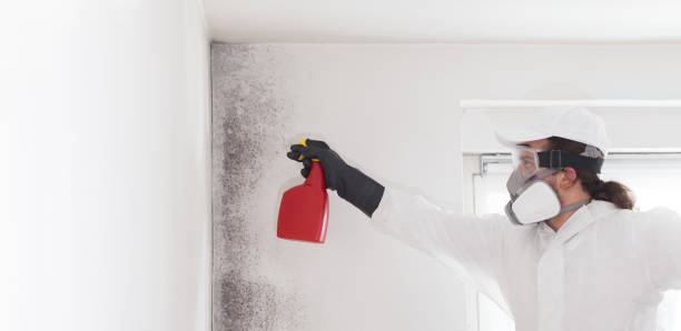 Best Office Mold Removal Services  in West Brattleboro, VT