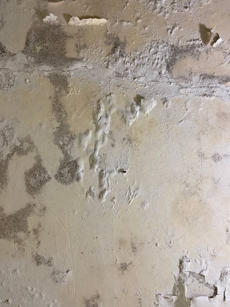 Attic Mold Removal in West Brattleboro, VT