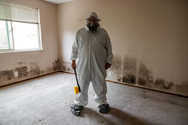 Best Commercial Mold Removal  in West Brattleboro, VT