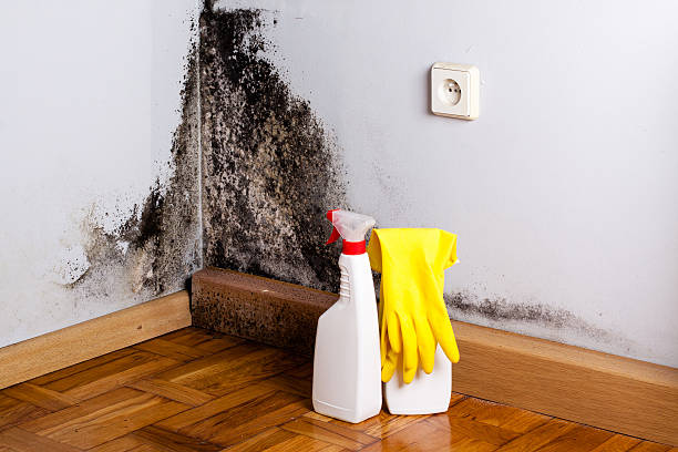 Best Office Mold Removal Services  in West Brattleboro, VT