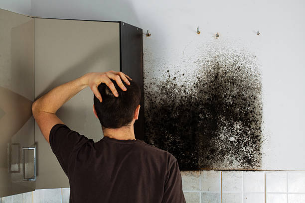 Best Home Mold Removal  in West Brattleboro, VT